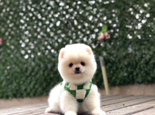 Teacup Pomeranian Yavrularımız Hazır görsel