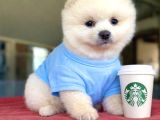 Teacup Pomeranian Yavrularımız Hazır