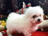 Kore Kan Maltese Yavrular