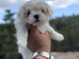 Kore Kan Maltese Yavrular