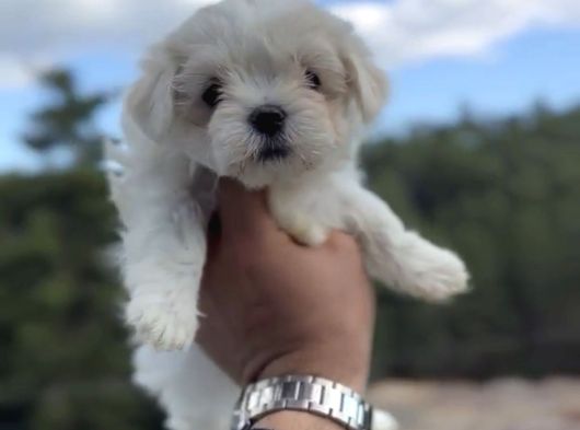 Kore Kan Maltese Yavrular görsel