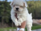 Kore Kan Maltese Yavrular