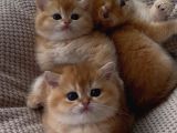 British Shorthair Golden Poiny ny12Açiklamayi Okuyunu
