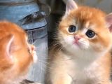 British Shorthair Golden Poiny Ny12Açiklamayi Okuyunu