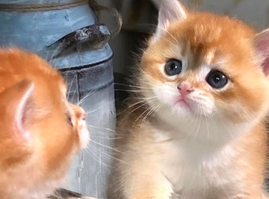 British Shorthair Golden Poiny Ny12Açiklamayi Okuyunu görsel