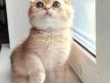 oynamaya doyumsuz toparlak kafa ny12 scottish fold