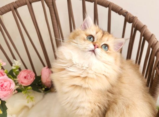 Golden Bri̇ti̇sh Longhai̇r  Güzeller Güzeli̇ Yavrular Karşinizda