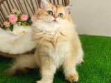 Golden Bri̇ti̇sh Longhai̇r  Güzeller Güzeli̇ Yavrular Karşinizda