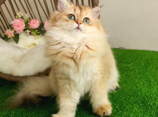 Golden Bri̇ti̇sh Longhai̇r  Güzeller Güzeli̇ Yavrular Karşinizda görsel