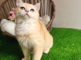 Golden Bri̇ti̇sh Shorthai̇r  Yakişikli Yavru Karşinizda