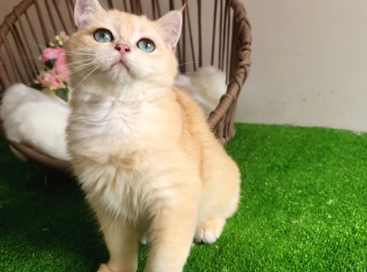 Golden Bri̇ti̇sh Shorthai̇r  Yakişikli Yavru Karşinizda görsel