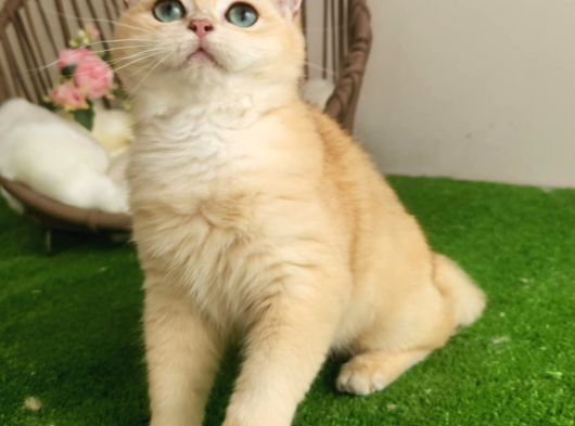 Golden Bri̇ti̇sh Shorthai̇r  Yakişikli Yavru Karşinizda görsel