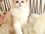 Golden Bri̇ti̇sh Longhai̇r  Güzeller Güzeli̇ Yavrular Karşinizda
