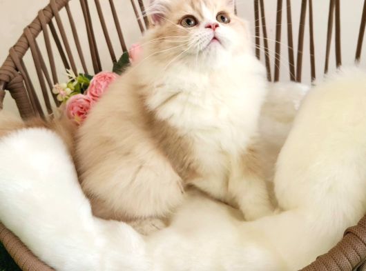 Golden Bri̇ti̇sh Longhai̇r  Güzeller Güzeli̇ Yavrular Karşinizda görsel