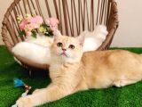 GOLDEN BRİTİSH SHORTHAİR  YAKIŞIKLI YAVRU KARŞINIZDA