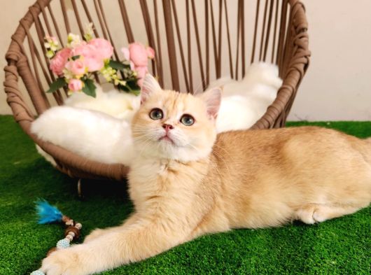 Golden Bri̇ti̇sh Shorthai̇r  Yakişikli Yavru Karşinizda
