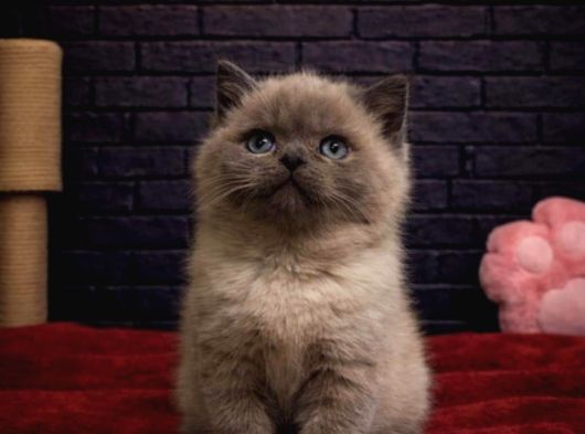 Sevi̇mli̇ Bri̇tti̇sh Shorthai̇r Kedi̇leri̇mi̇z görsel