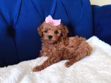 Dişi-Erkek Toy Poodle Bebekler