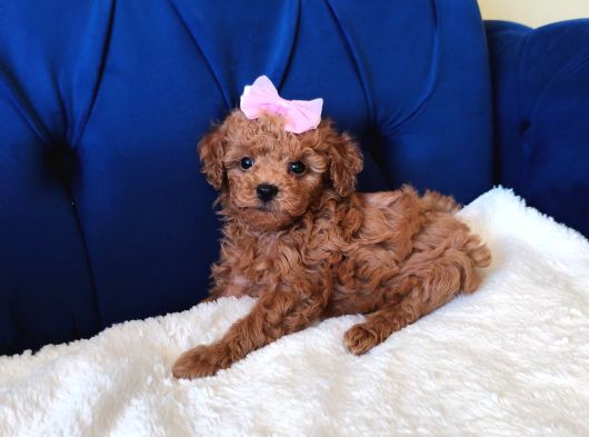 Dişi-Erkek Toy Poodle Bebekler görsel