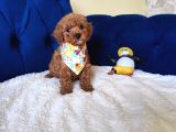 Dişi-Erkek Toy Poodle Bebekler