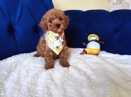 Dişi-Erkek Toy Poodle Bebekler görsel