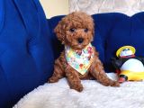 Dişi-Erkek Toy Poodle Bebekler