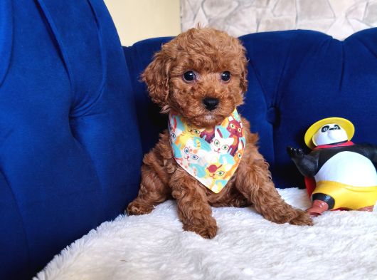 Dişi-Erkek Toy Poodle Bebekler görsel