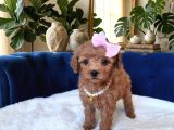 Dişi-Erkek Toy Poodle Bebekler