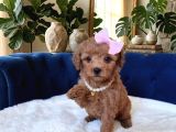 Dişi-Erkek Toy Poodle Bebekler