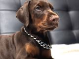 Her Şeyi Tamamlanmış Estetikli Doberman Yavru