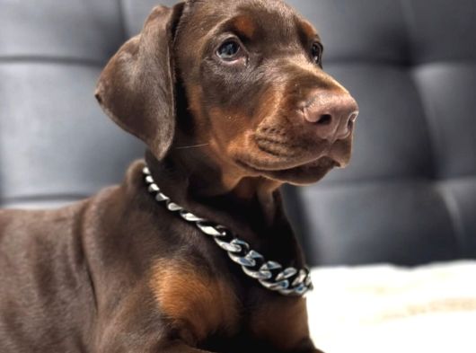 Her Şeyi Tamamlanmış Estetikli Doberman Yavru görsel