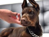Her şeyi tamamlanmış estetikli doberman yavru