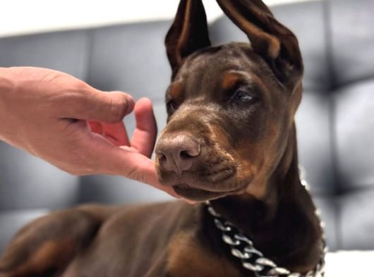 Her Şeyi Tamamlanmış Estetikli Doberman Yavru