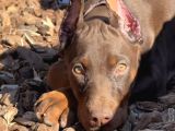 Her Şeyi Tamamlanmış Estetikli Doberman Yavru