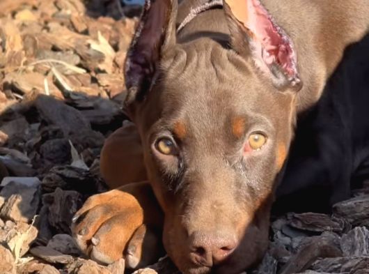 Her Şeyi Tamamlanmış Estetikli Doberman Yavru görsel