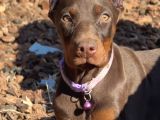 Her Şeyi Tamamlanmış Estetikli Doberman Yavru
