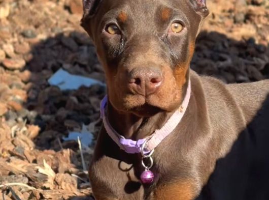 Her Şeyi Tamamlanmış Estetikli Doberman Yavru görsel