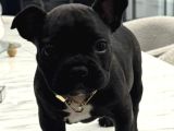 MÜKEMMEL FRENCH BULDOG BEBEKLER