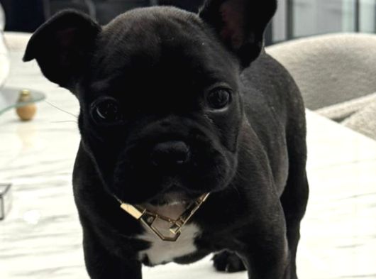 Mükemmel French Buldog Bebekler