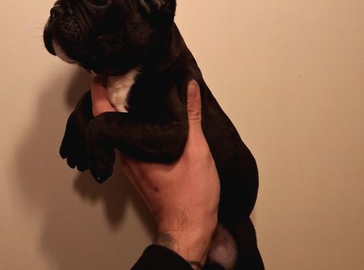 Mükemmel French Buldog Bebekler görsel