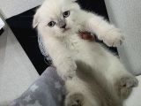 Tuvalet Eğitimli Minnoşlarım Teslime Hazır