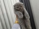 Minnoşlarım Teslime Hazır