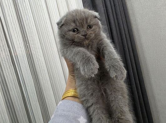 Minnoşlarım Teslime Hazır görsel