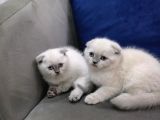 Minnoşlarım teslime hazır