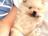Ev Üretimi Ayı Surat Pomeranian Boo Yavrular