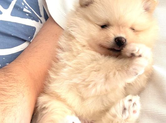 Ev Üretimi Ayı Surat Pomeranian Boo Yavrular görsel