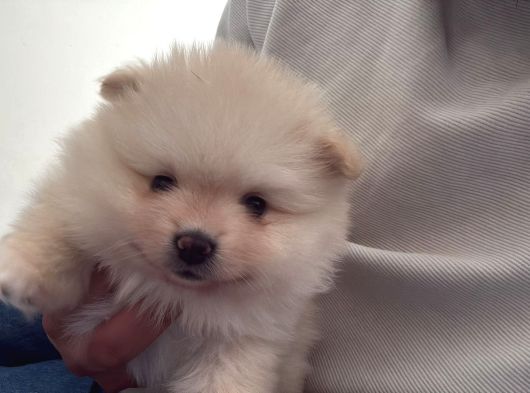Ev Üretimi Ayı Surat Pomeranian Boo Yavrular görsel