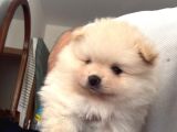 Ev üretimi Ayı surat pomeranian boo yavrular