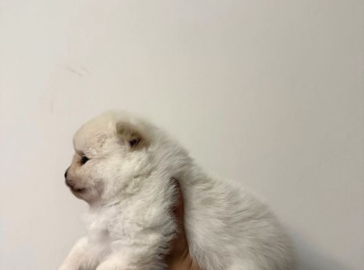Muhteşem Anatomi Ayı Surat Pomeranian Yavrular görsel