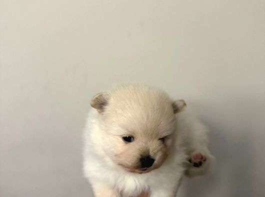 Muhteşem Anatomi Ayı Surat Pomeranian Yavrular görsel